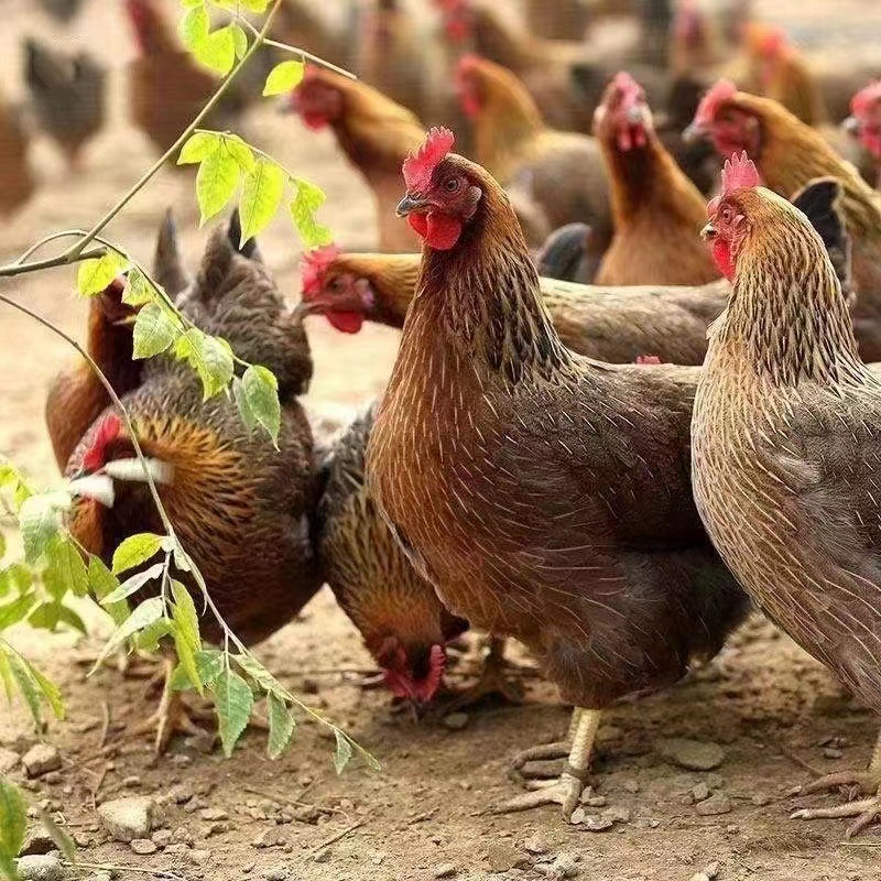 一斤正宗麻羽绿壳蛋鸡活体活苗  农家散养草鸡 下蛋母鸡包活到家