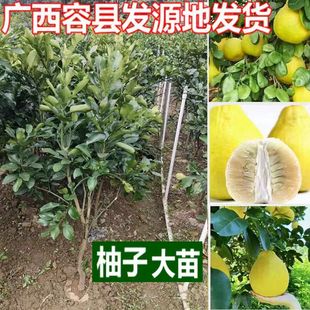 �V���ݿh����ɳ���ִ���ɳ���ּ޽����SƤ������������Ϸ��Nֲ