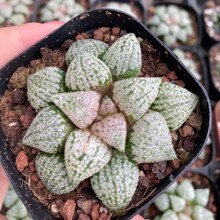 �K����y�ձ��Gֲ���Ծ��^����ֲ��������l�����m������ܛ�~ʮ��