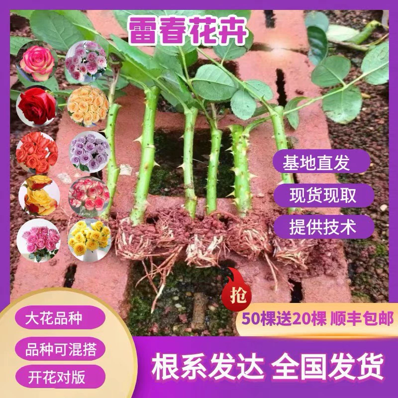 30 Sunfeng Почтовые расходы Юньнань Куньмин Дунань Различные цвета Саженцы роз Голые корни Резка саженцев роз