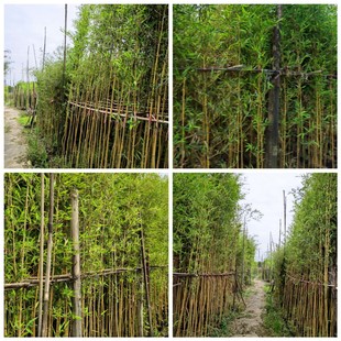 Evergreen Small Bamboo Hedges with Soil for All Seasons. There Are Many Varieties of Ornamental Bamboo Bases