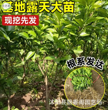 当年结果特早熟橘子树果苗地栽蜜桔柑橘树苗盆地栽种植当年结果