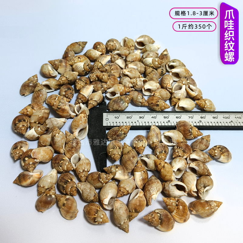 貝殻と法螺貝 1～2cmをポンド単位で販売、貝殻と砂を混ぜて手作りのDIYテーブルを製作、ドリフトボトルを製作|undefined