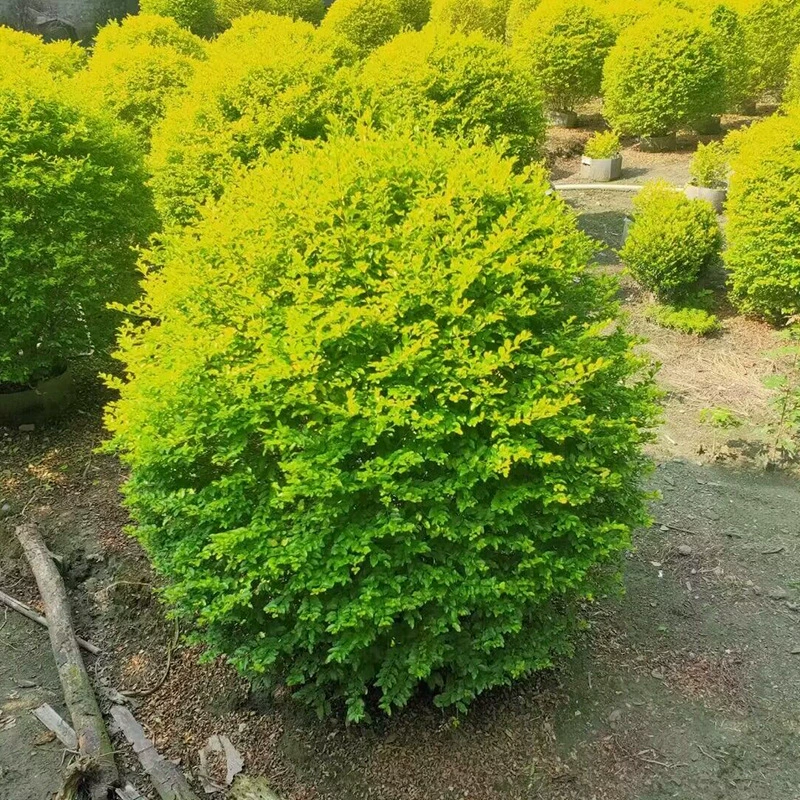 Оптовая яркий ligustrum lucidum мяч озеленение проект яркое золото ligustrum lucidum мяч 60 см-2 м мяч полные спецификации высокая выживаемость