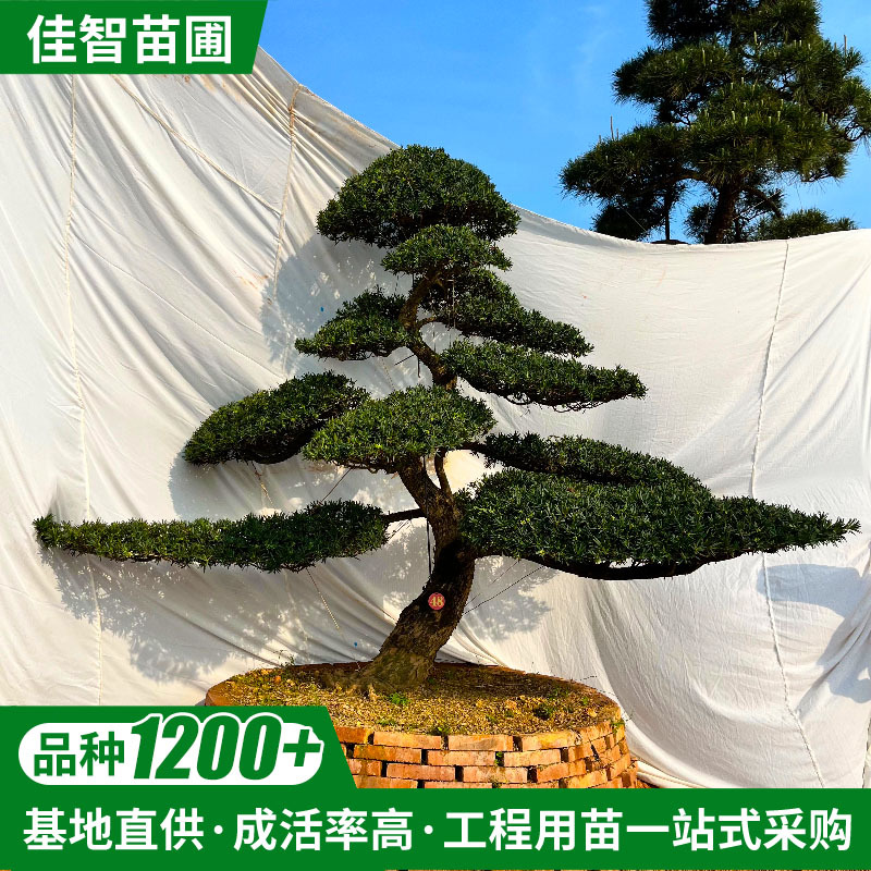 厂家直销乔木别墅庭院造型罗汉松苗木工程绿化园林风景树造型树苗