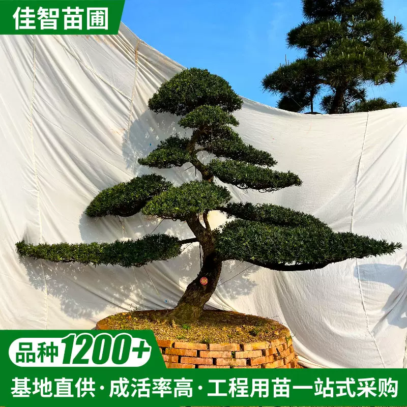 厂家直销乔木别墅庭院造型罗汉松苗木工程绿化园林风景树造型树苗