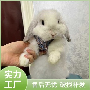 侏儒小型垂耳兔折耳兔兔子活物宠物可爱迷你霜白荷兰道奇好养-阿里巴巴