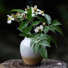 ����������С�ײ廨�� ˮ��ֲ�ﻨƿ�~�X�ݾG�}�����͏d����