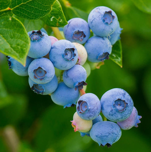 �{ݮ������{ݮ�����Ե��Թ��玧����ϱ����Nֲ�����۾G��ʯ����