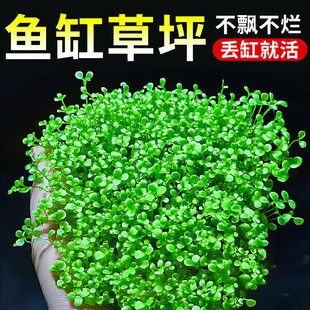 ���ذ�����ˮ��ֲ���~�׌����쾰��ƺſ���ձ�������������ˮ��