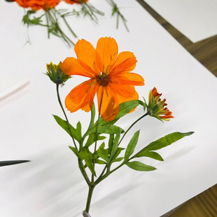 Sulfur Chrysanthemum Huang Qiuying Dried Flower Embossed Plant Specimen Ins Popular Drop Glue Jewelry Creative Baffling DIY Materials