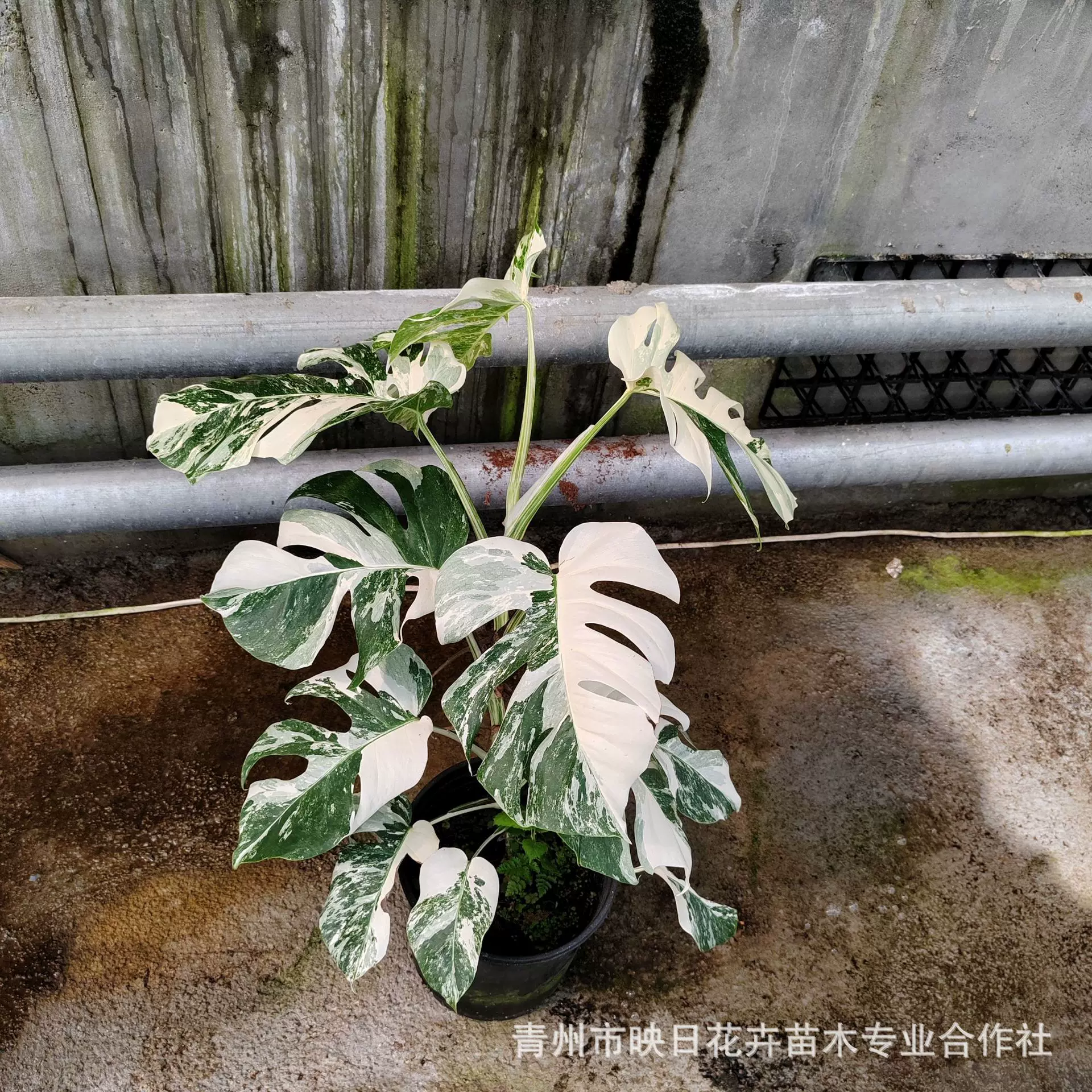 龟背竹锦化开背白龟黄龟背竹盆栽批发洒锦洒金四季常绿薄荷锦