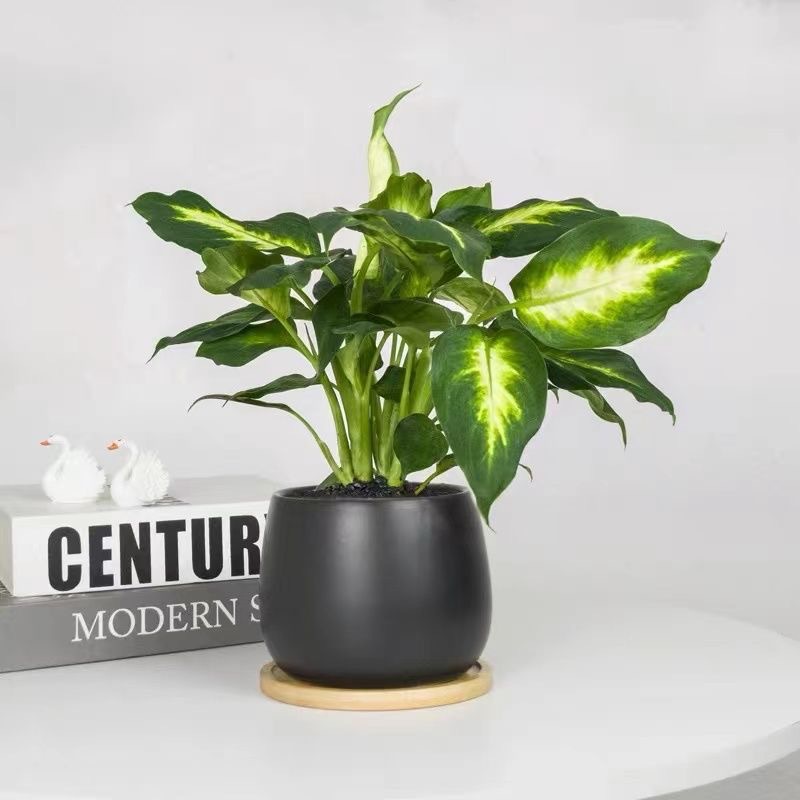 Árbol de la fortuna Planta de interior en maceta Sala de estar Planta verde resistente a la sombra Oficina Flores de escritorio Evergreen Evergreen Evergreen Evergreen Evergreen