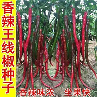 �����������N�Ӹ߮a�������������ļ���@�߲��͟Ἒ�L�����N��Z