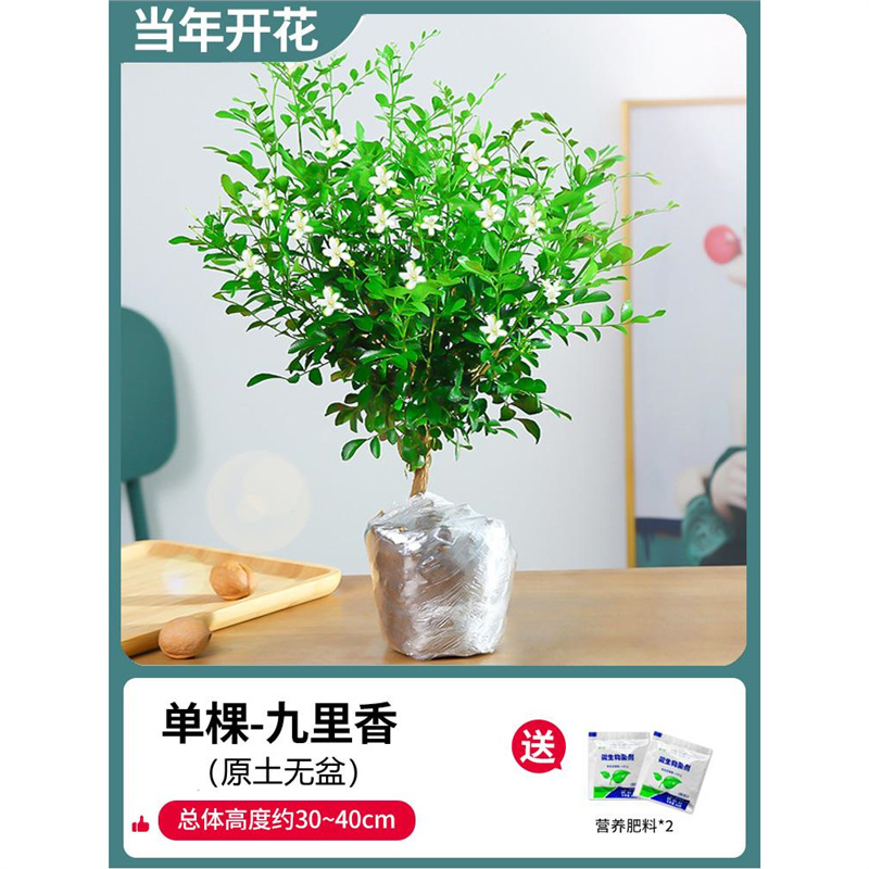 [추천가치] 고운 건조구리향 6년생 모종(화분없는 원토) + 비료