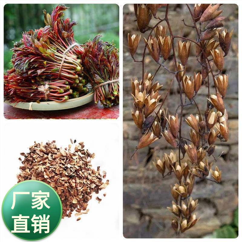 香椿籽 红油香椿种子 芽苗菜 绿油椿树种子 春树籽林木树籽种子