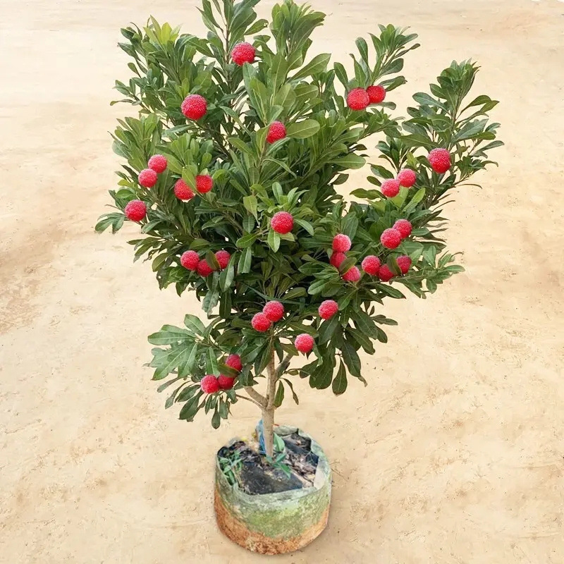 仙居东魁杨梅树树苗带土正宗嫁接水晶东槐扬梅苗盆栽特大果树果苗