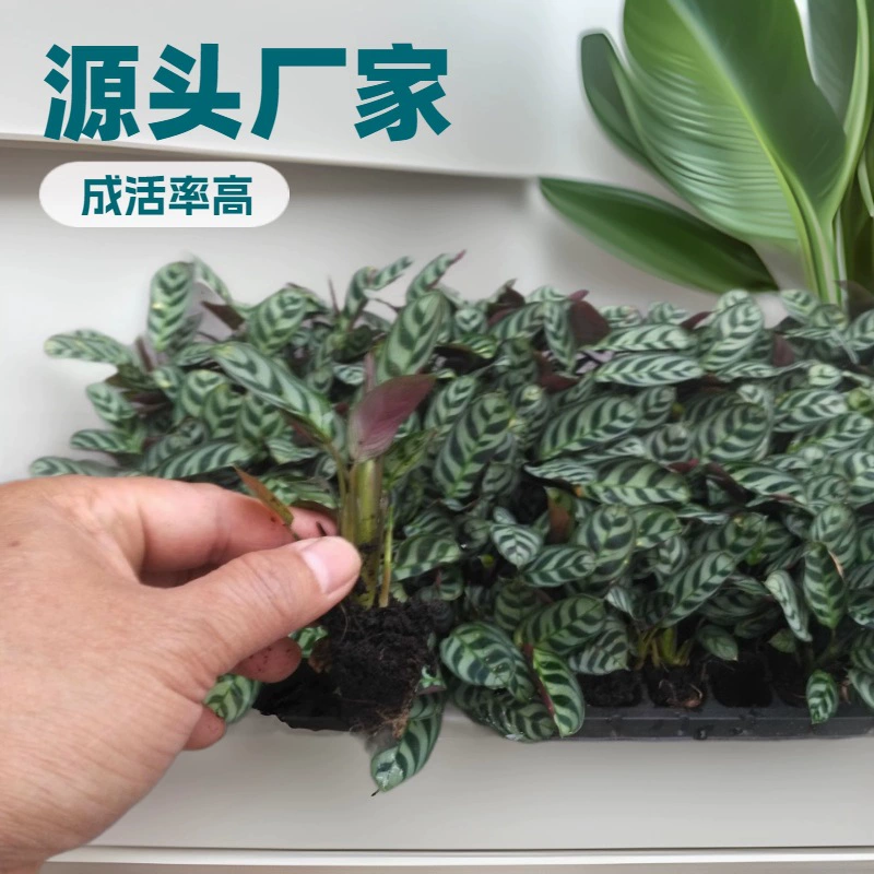 Оптовая продажа рассады декоративных растений семейства Мусаце (аррорута) для ландшафтного дизайна дома, офиса и сада.