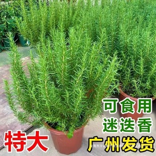 �Ե������Կ�ʳ�ü�ţ�Ű�����ݾŌ������K�����҃��̨��þGֲ