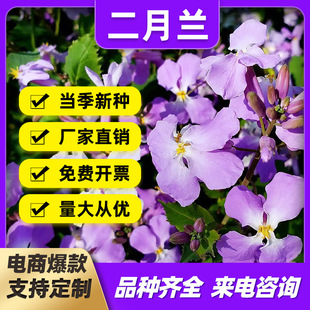 厂家批发二月兰诸葛菜兰香芥种子多年生四季花籽庭院耐阴耐寒草花-阿里巴巴