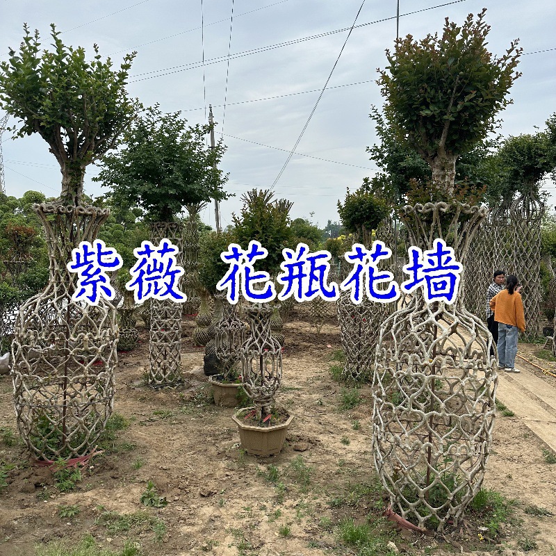 造型紫薇树苗造型花瓶子紫薇花墙网片紫薇树苗古桩紫薇树红花紫薇