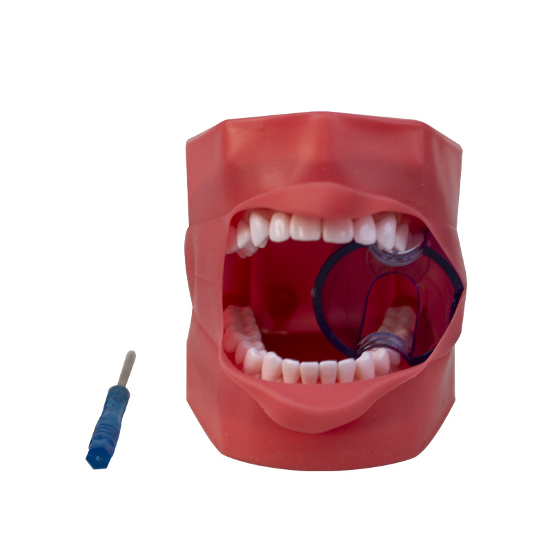 Modelo de práctica dental modelo de cara de simulación de diente desmontable de boca completa modelo de cabeza simple modelo dental oral