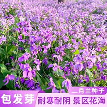 二月兰花种子四季春秋播种花籽多年生宿根诸葛菜种子耐阴耐寒花籽