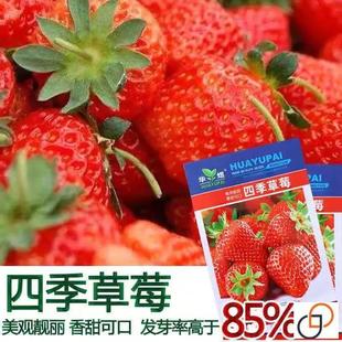 Four Seasons Sowing [Strawberry Seeds] Fruit and Vegetable Seeds Indoor Balcony Strawberry Potted Plants Autumn and Winter Easy-To-Grow Plant Flower Seeds
