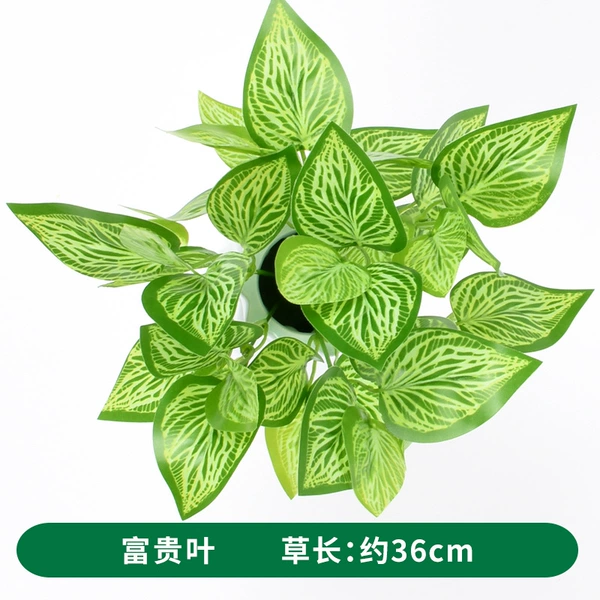 Wealthy leaves