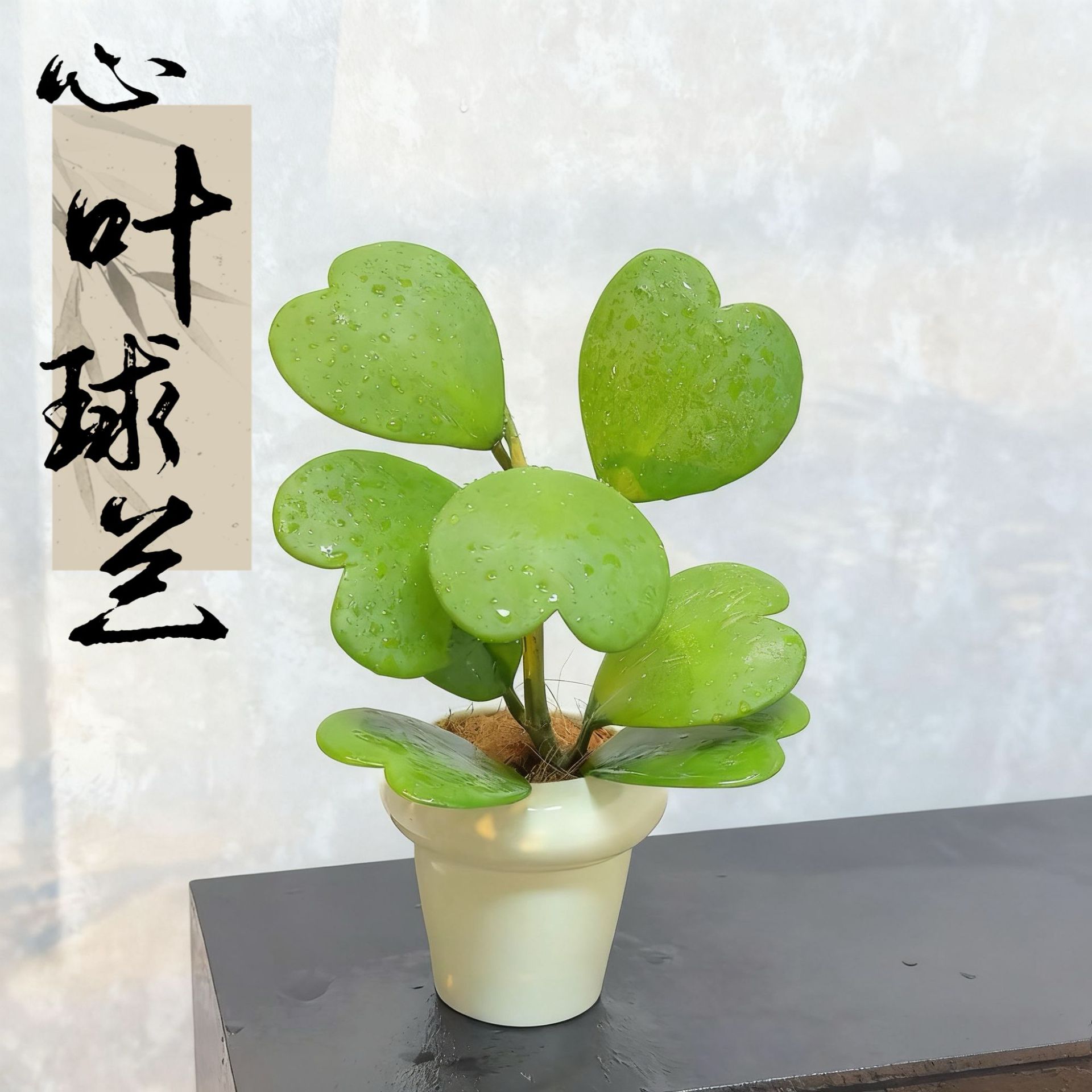 心叶球兰多肉ins风植物心型办公室绿植室内桌面盆栽懒人好养花卉