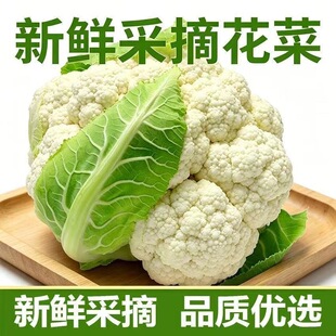 ���r�o�����ˑ����߲��r�ҷNֲ�F�ɻ��˕r���߲˰׻���5�����l