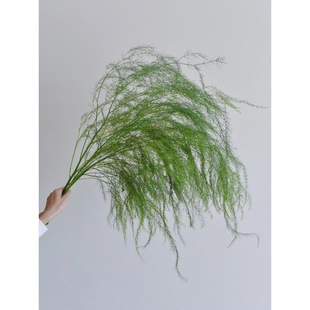 Fresh Asparagus Flowers Yunnan Straight Hair Asparagus Grass Fresh Cut Asparagus Grass Outdoor Wedding Wedding Leafy Asparagus