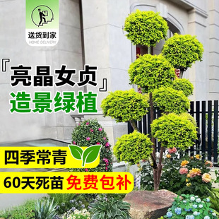 ��������Ůؑ������С�~���^���͘�e��ͥԺ�^�p���R���^ֲ���쾰