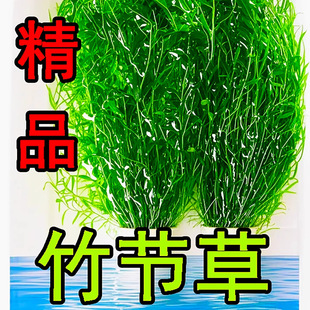 ӡ���񹝲����֑���ˮ��ֲ���ȸ�~�r����к󾰵�ˮ��������ˮ�|