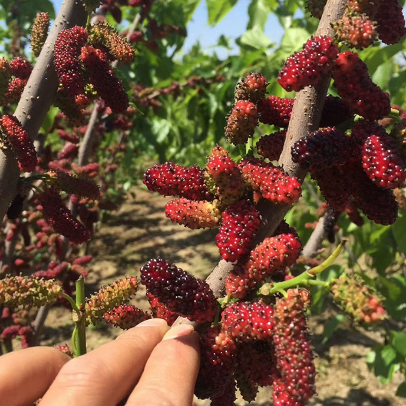 Оптовая бессемянная рассада плодов шелковицы Big Ten большая свежая шелковица сбор садовых саженцев фруктовых деревьев бессемянная рассада плодов шелковицы