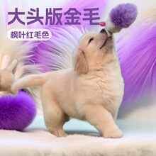 ���۽�ëȮ���w��Ȯ���ﹷ���^���Ǽܽ�ë���~�t����ȮС������