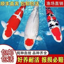 精品锦鲤鱼纯种红白观赏鱼冷水鱼日本大正三色黄金招财鱼耐养锦鲤
