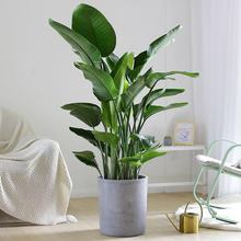 网红天堂鸟盆栽室内大型植物鹤望兰客厅办公室大盆栽绿植天堂鸟苗