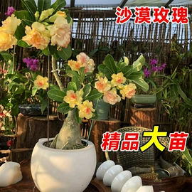 盆栽;其他园林资材;栽培基质