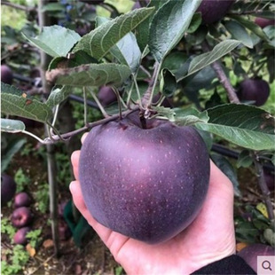 ϡ����Ʒ�N�����ͨ�ڿ�����O�������Ϸ��Nֲ�O������ɫ��������