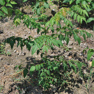 �G����ľ �������l������ �Sɽ���� ������ �G���е���ľ ���