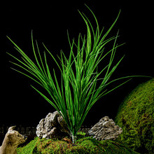 �����~�ӾGֲ��Gɫ�ٲݰ������X�����ϲ廨�b��쾰���^���~ާ�