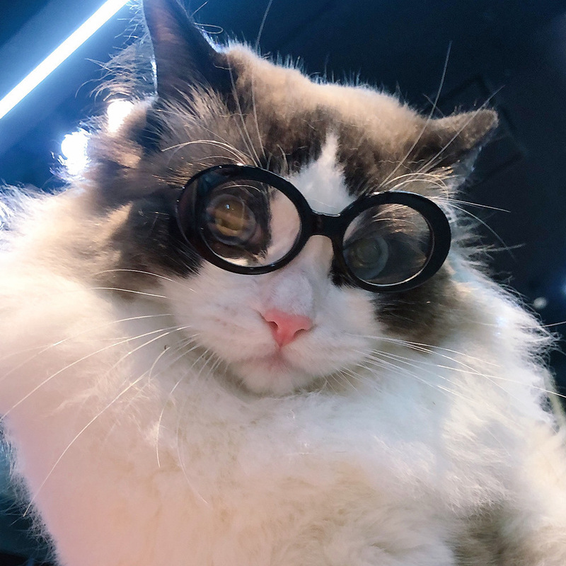 ペットサングラス猫モデルファッション愛メガネサングラス犬ビーチ海辺写真サングラス卸売|undefined