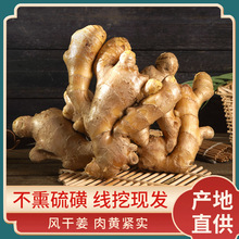 新鲜生姜老姜生姜批发 老姜生姜山东老黄姜高品质老姜批发