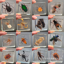 �S�����l�挍���x�˱�����͸����֬�̌W�^��[��֩��ϐ���۷����