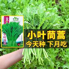 小叶茼蒿种子大全农家茼蒿种籽菜籽四季皇帝菜种苗青菜蔬菜种孑