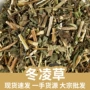 大量冰凌冬凌草