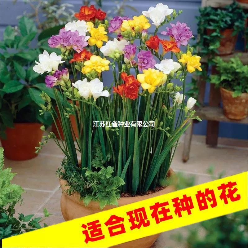 Ванильный семенной шар четыре сезона луковичные многолетние двойные лепестки легко выращивать семена горшечных растений Дворовые цветы фрезия