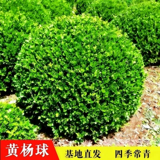 小叶黄杨球瓜子黄杨四季常青别墅地栽庭院花坛耐寒绿化植物篱笆墙