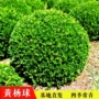庭院植物绿化耐寒黄杨球